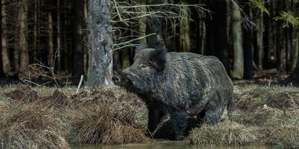 Tausende Wildschweine streifen durch Warschau. Rund 3.000 Tiere sollen nun gezielt getötet werden (Symbolbild).