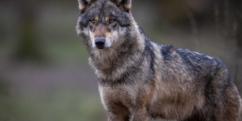 Nach der Ausgabe von Hinweisen zum Schnellabschussverfahren für schadensstiftende Wölfe an die unteren Jagdbehörden gab es einige Fragen im niedersächsischen Landtag.