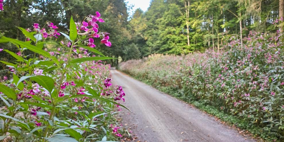 Drüsiges Springkraut: Bei Hummeln und Honigbienen beliebt, aber es verdrängt heimische Pflanzen.