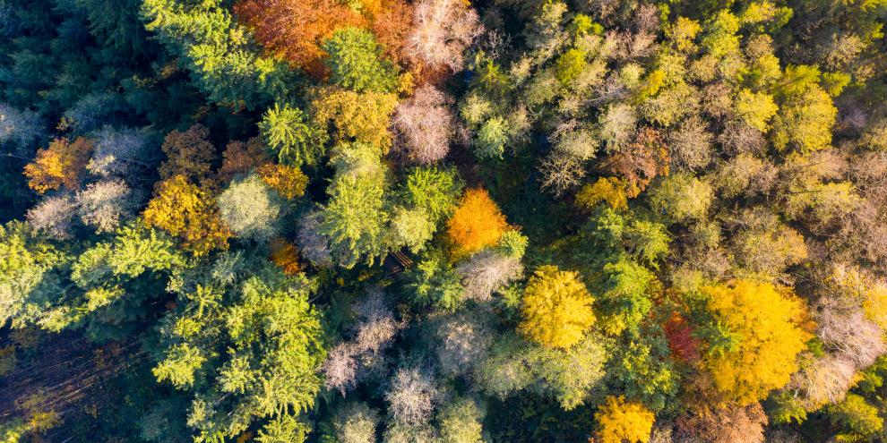 Eine Mischung aus verschiedenen Baumarten ist gut für das Waldwachstum - nicht jedoch für die Böden. Das zeigt eine neue Studie.