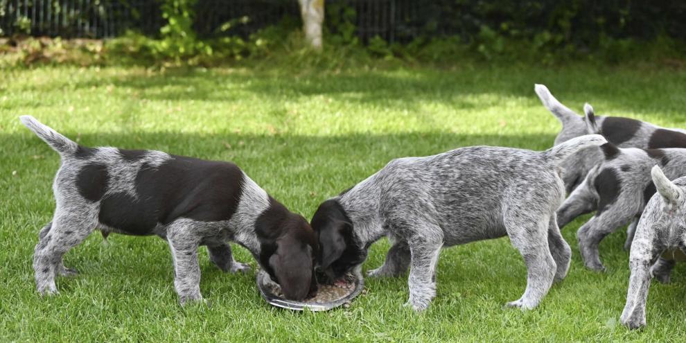 Die Tierschutz-Hundeverordnung stellt explizite Anforderungen an die Hundehaltung beim Züchten.