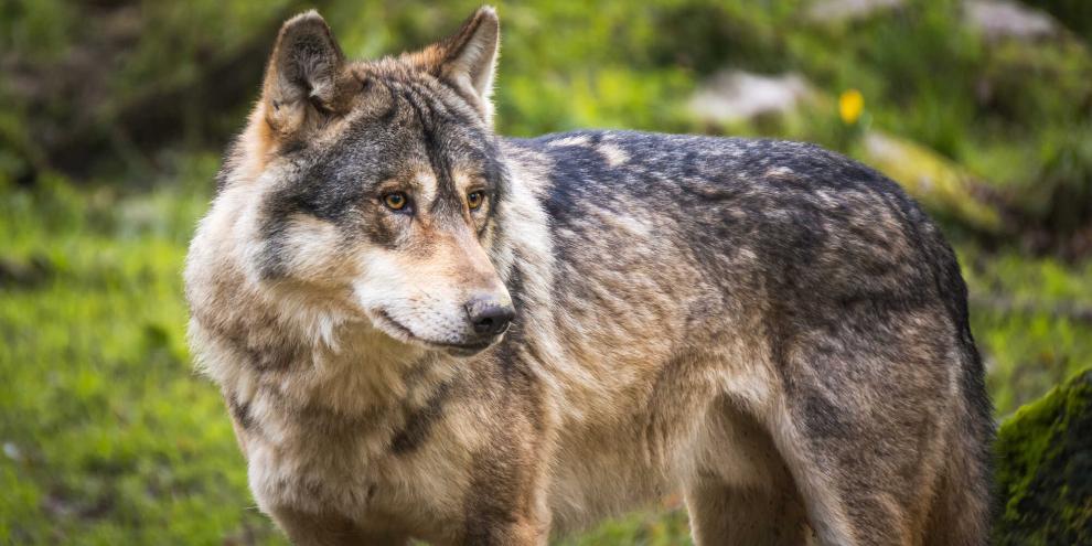 Wie ist der aktuelle Stand in Brandenburg beim Thema Wolf?
