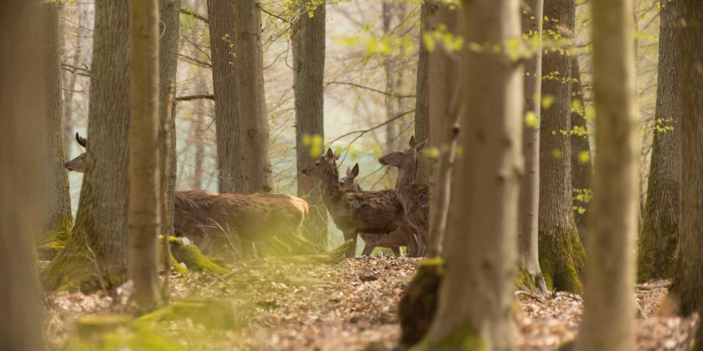 Jägr sollen in Baden-Württemberg beim Monitoring des Rotwilds mit anpacken.