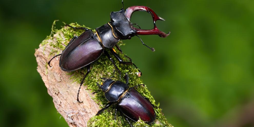 Hirschkäfermännchen, erkennbar an dem sichtbaren Geweih, mit Hirschkäferweibchen