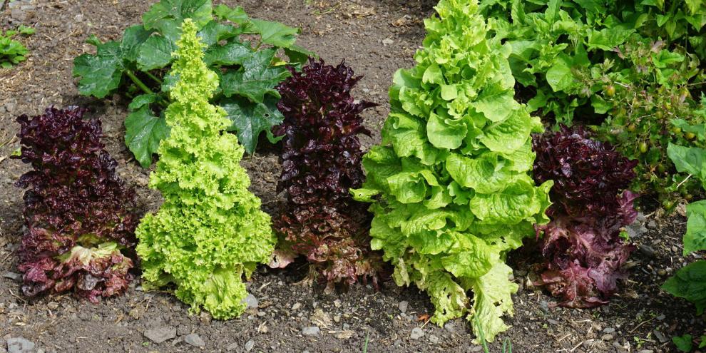 Bei hohen Temperaturen geht Salat oft vorzeitig in die Blüte.
