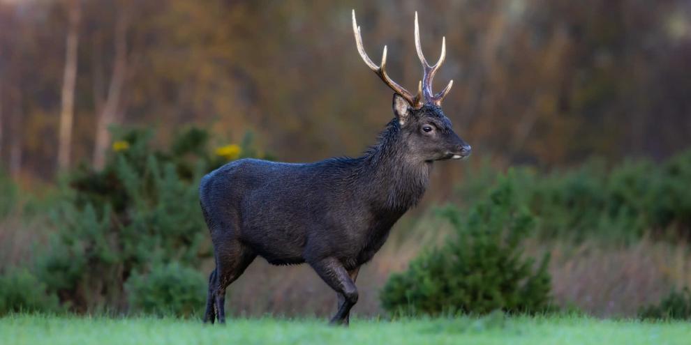 Laut EU-Kommission gilt der Sikahirsch als invaisve Art, der CIC erklärt dies für fachlich falsch.