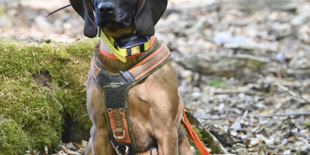 Nur gesunde Hunde, die entsprechende Prüfungen nachweisen und im ständigen praktischen Jagdeinsatz geführt werden, können das Fortbestehen einer hochspezialisierten Rasse absichern, wenn es um Leistung im Sinne des Tierschutzes geht.