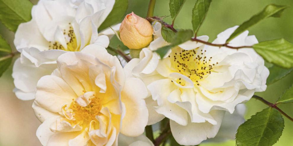 Rosa helenae lässt die „Bienenorgel“ erklingen.