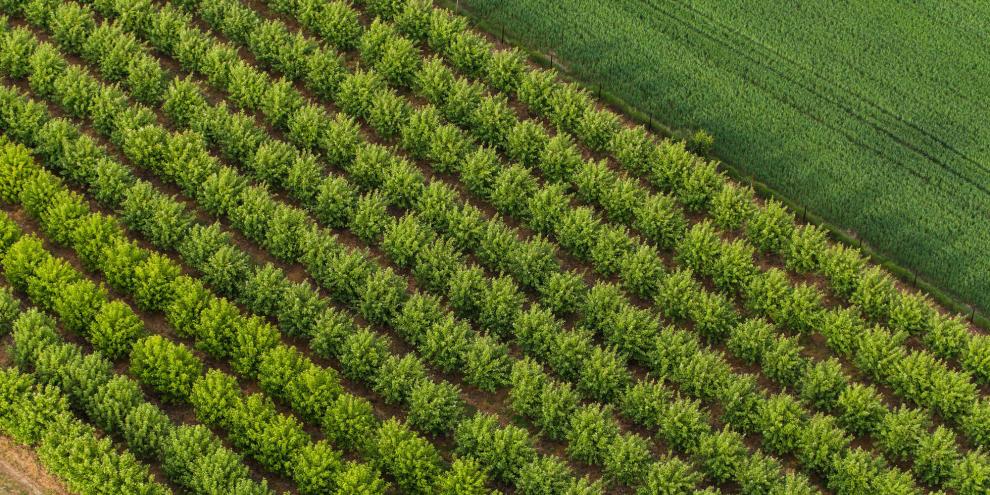 Eine Obstplantage in den USA von oben