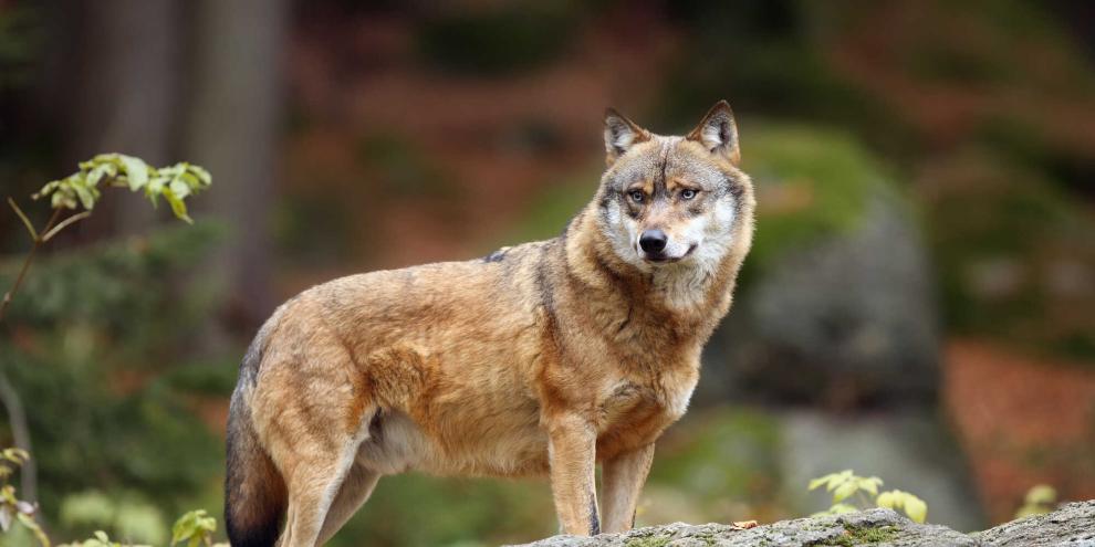 Woher der Wolf genau herkam, wissen die bayerischen Behörden nicht (Symbolbild).