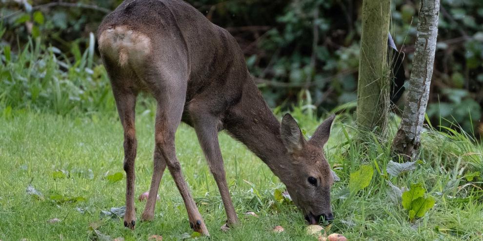 Rehe können durch die Aufnahme von vergorenen Äpfeln bzw. Apfeltrester betrunken werden. Zu dieser Jahreszeit ist das jedoch eher unwahrscheinlich.