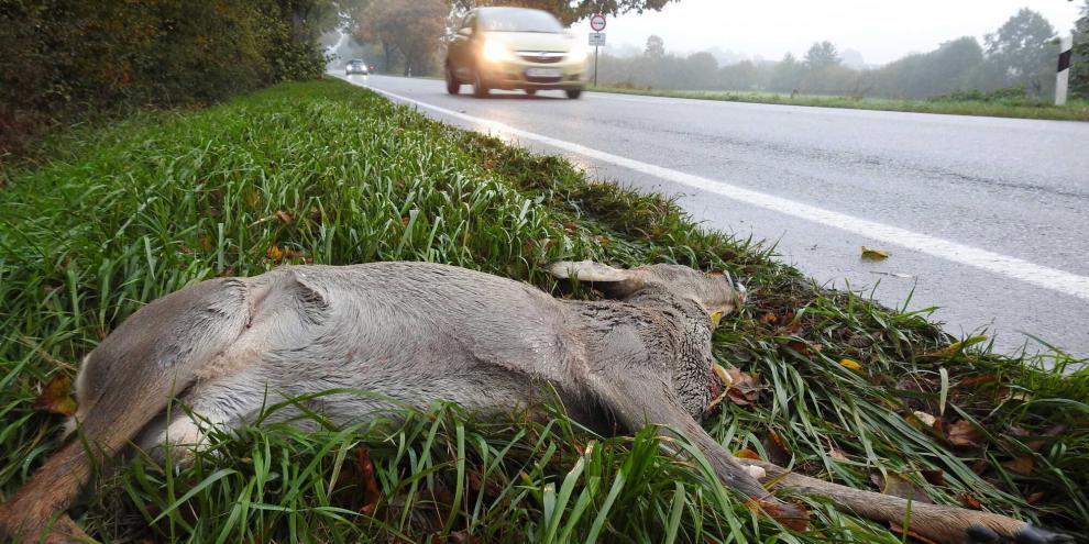 Nach der Kollision mit einem Reh ließ eine Autofahrerin das Tier einfach liegen – und verursachte damit weitere Unfälle.