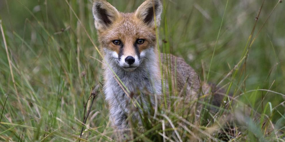 Ein Fuchs hat unter dem Bahndamm einen Bau gegraben – das führt nun zu Einschränkungen (Symbolbild).