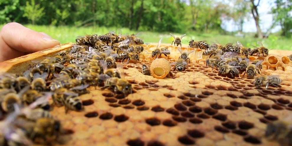 Diese Zelle wurde bereits bestiftet und angefüttert. Das Gelée royale ist gut zu erkennen.