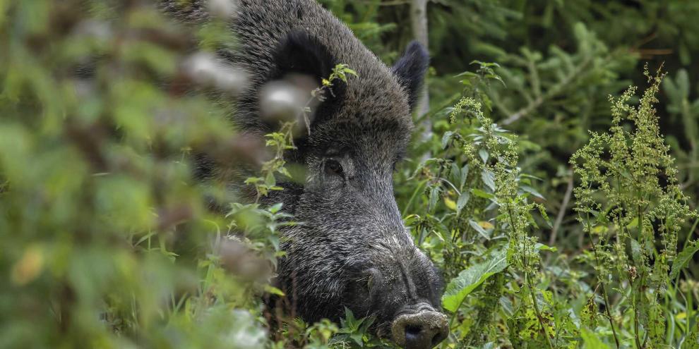 Nicht nur beim Schwarzwild ist eine Trichinenuntersuchung verpflichtend, sondern auch bei Dachs und Waschbär.