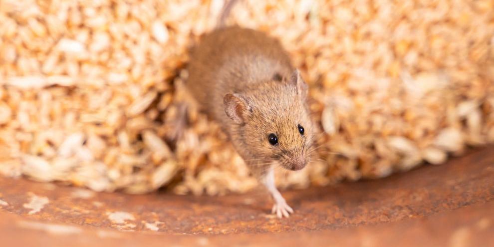 Mäuse mögen niedlich sein, aber im Getreide, auf dem Acker oder gar im Haus braucht man sie nicht. (Symbolbild)