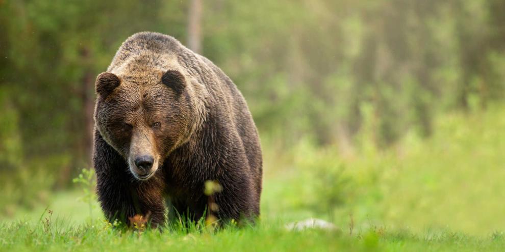 In einem Waldgebiet nahe der Hauptstadt tötete ein Bär einen Mann in Bulgarien.