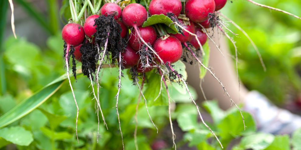 Radieschen ernten