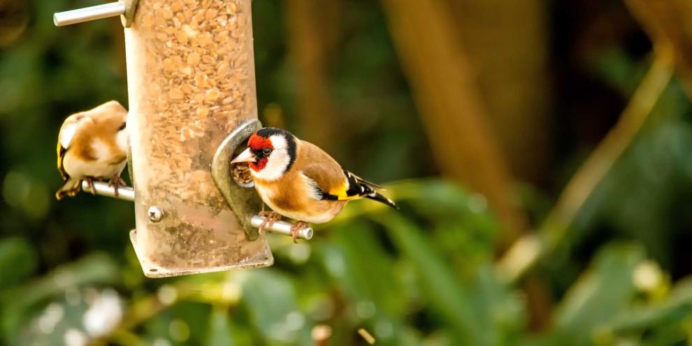 Ein Stieglitz, auch Distelfink genannt, an einer Futtersäule: Die farbenfrohe Finkenart steht beispielhaft für die „Stunde der Gartenvögel 2026“, bei der Naturfreunde heimische Vogelarten zählen und Hinweise auf die zunehmenden Erkrankungen bei Finken liefern sollen.