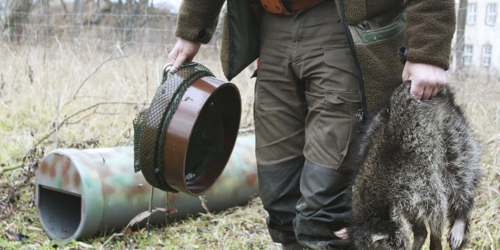 Wie sinnvoll ist eine Waschbär-Prämie?