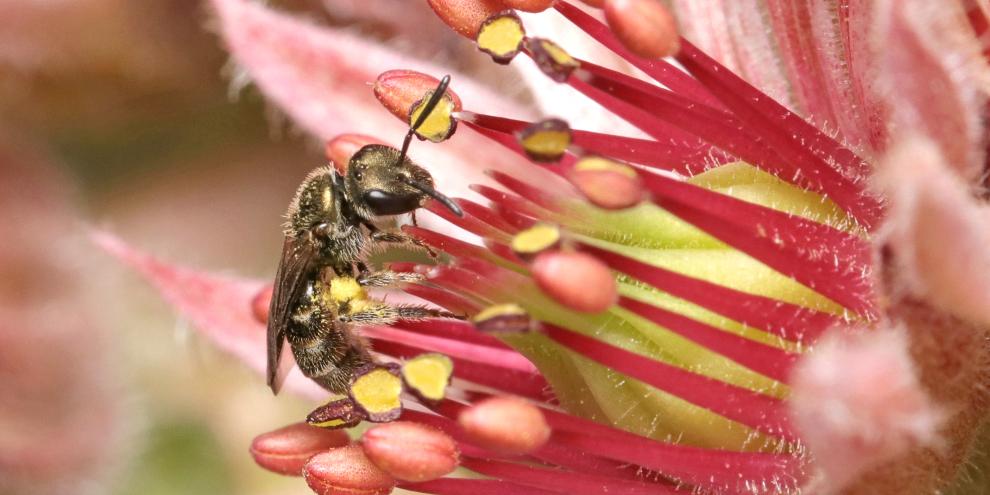 Erst die Makrofotografie offenbart Details, die mit bloßem Auge kaum erkennbar sind. Die Dunkelgrüne Schmalbiene (Lasioglossum morio) wird nur 6 mm groß.
