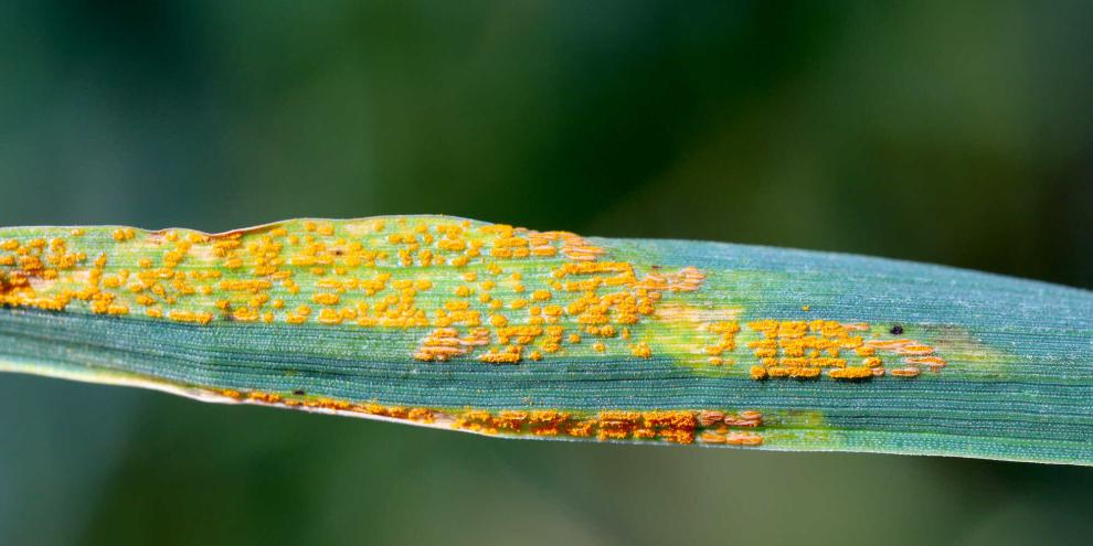 Gelbrost liebt feuchtkühles Wetter wie in den letzten Wochen. Deshalb ist jetzt auf Befall zu achten – ebenso wie auf Septoria und Fusarium.