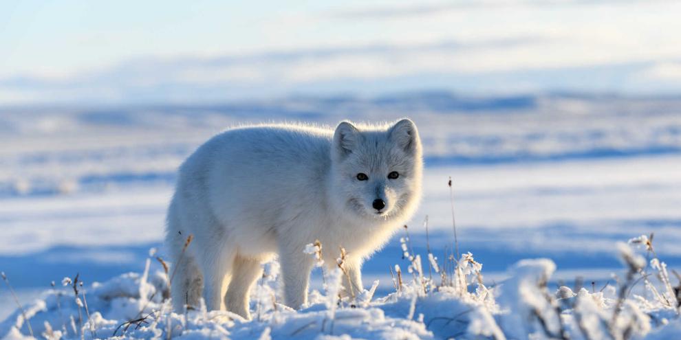 Die Population des Polarfuchses gilt als stabil.