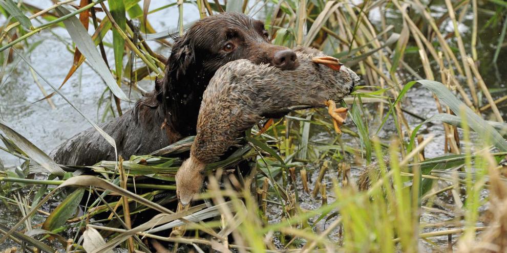 Bei keiner Art von Wasserjagd darf der brauchbare Verlorenbringer fehlen. Seine Arbeit im tiefen, harten Schilfwasser macht ihn zu einem unersetzbaren Gehilfen.Die Hundeausbildung ist zeitaufwändig – da will ein Kauf gut überlegt sein.Das EU-Parlament hat neue Regeln für Hundehalter festgelegt.