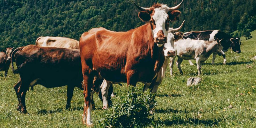 Ein Stier auf einer Weide