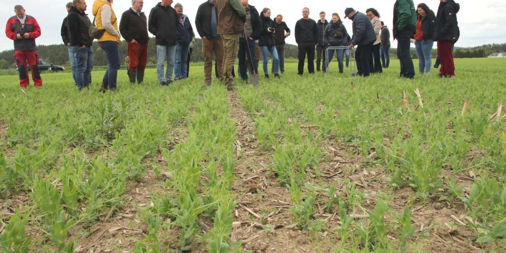 Bei Erbsen werden die durch die Strip-Till-Bearbeitung entstehenden Dämme wieder geglättet. In Pahren folgten die Erbsen auf Mais.
