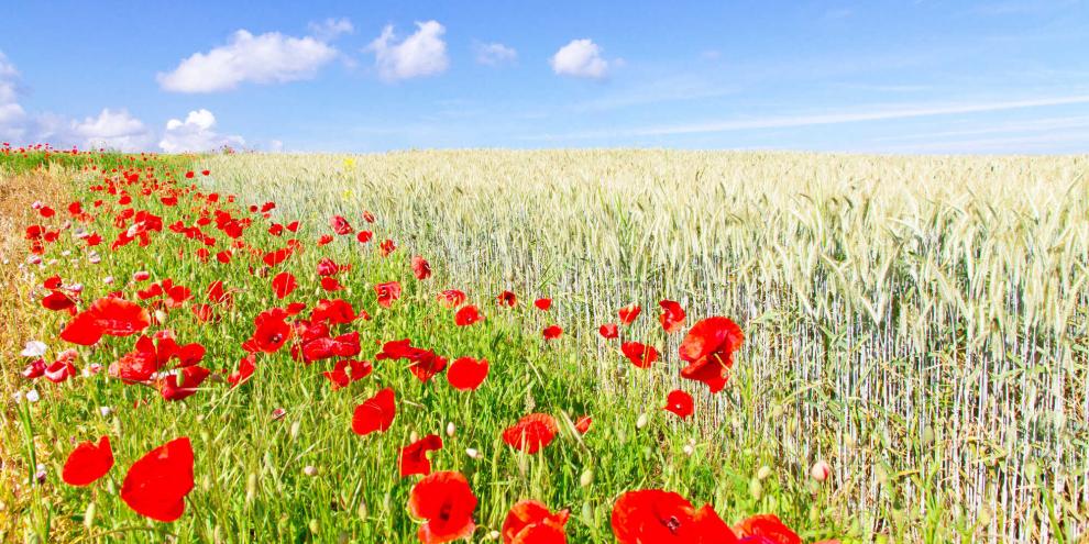 Klares Wetter Anfang Juni verheißt eine gute Ernte – zumindest sagt das eine Bauernregel.