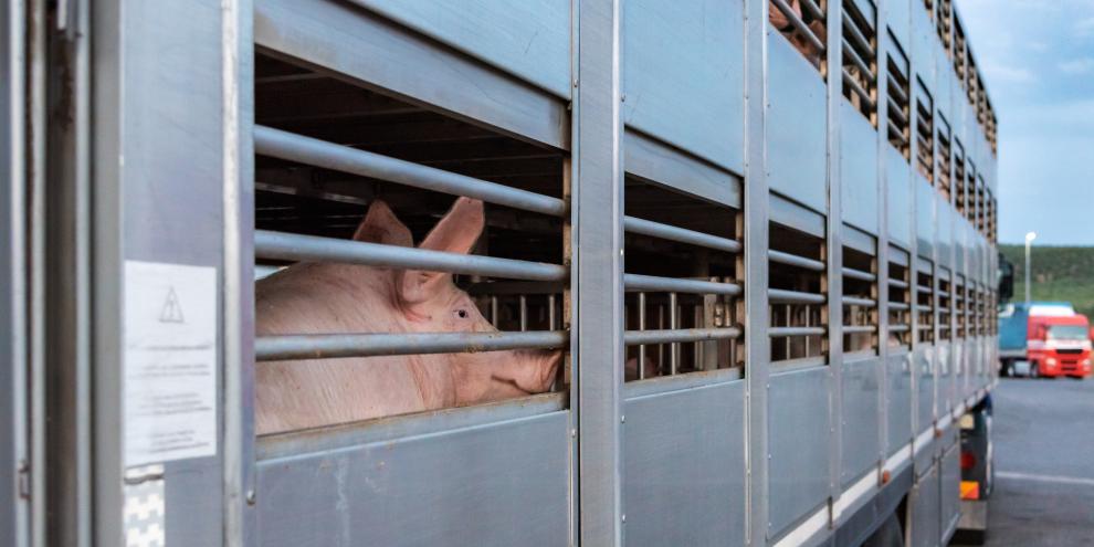 Bei einer Kontrolle auf der A1 bei Bremen fiel jeder kontrollierte Tiertransporter negativ auf.