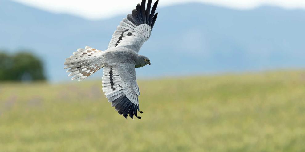Die männlichen Wiesenweihen imponieren den Weibchen derzeit mit ihren auch „Sky Dance“ genannten Flugmanövern.