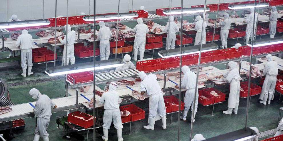 Der chinesische Schweinegigant Muyuan Foodstuffs erwägt, in Brasilien zu investieren (Symbolbild).