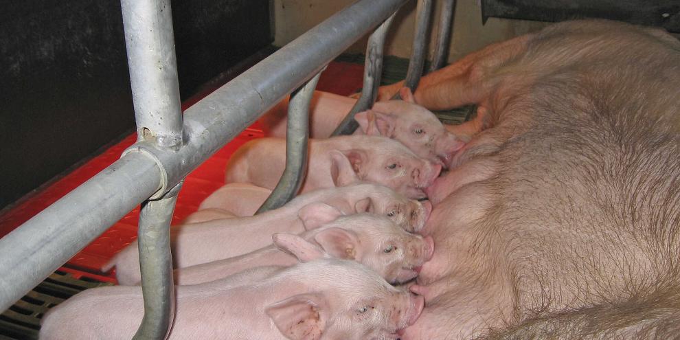 Der stimulierende Saugreiz der Ferkel verhindert normalerweise die Ausbildung von Follikeln bis zum Eisprung und damit auch eine Rausche.