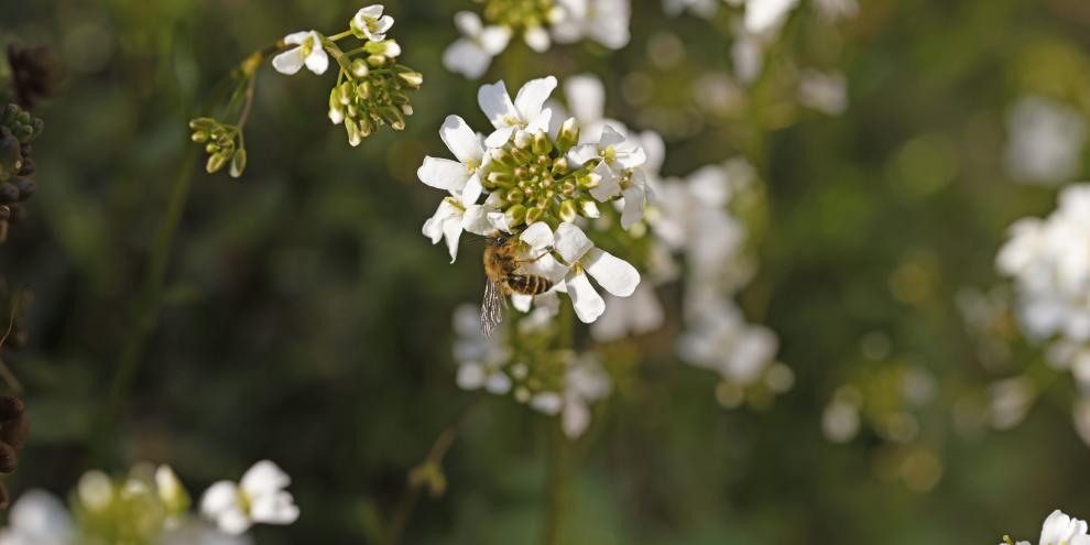 Als „nicht gefährdet“ eingestuft: Die Gemeine Sandbiene (Andrena flavipes).