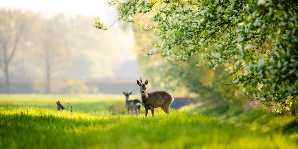 Rehwildjagd im April – dazu gibt es unterschiedliche Ansichten.