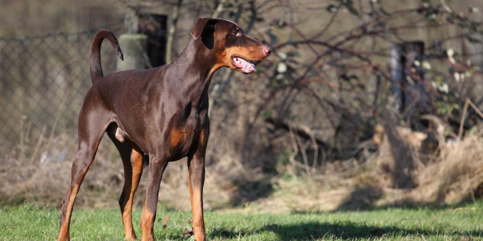Das EU-Parlament hat neue Regeln für Hundehalter festgelegt.