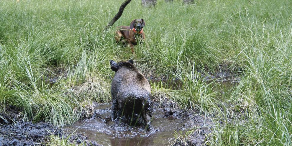 Stellt sich eine Sau, kann das sowohl für Hund als auch Hundeführer Gefahren bergen.