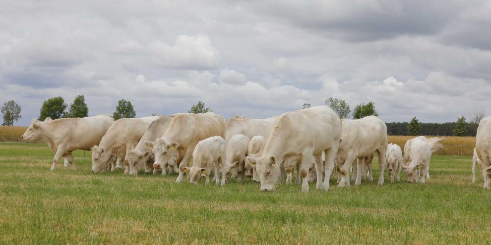 Nach drei professionell durchgeführten Viehdiebstählen in nur drei Wochen fürchten die Rinderhalter in Südbrandenburg um ihre Tiere.