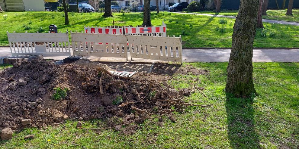 Abb. 1: Wenn der Schutz von Bäumen bei Baumaßnahmen nicht erfolgt kann es im Nachhinein teuer werden.
