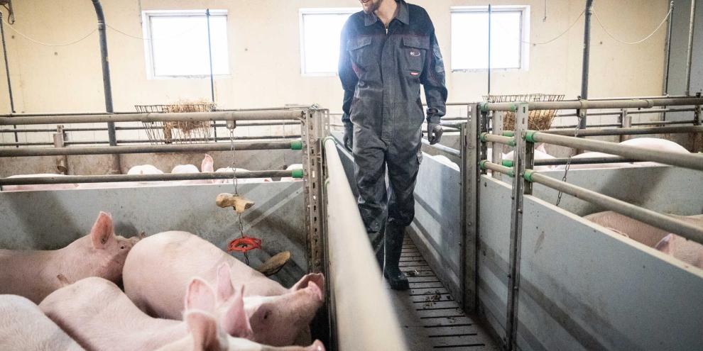 Sinkende Schweinebestände in Deutschland erhöhen den Druck auf Schlachthöfe. Die Rohstoffsicherung gewinnt deshalb an Bedeutung und wird zum entscheidenden Erfolgsfaktor.
