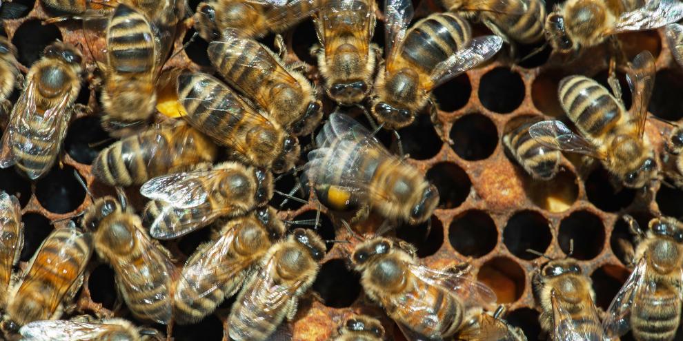 Ein guter Schwänzeltanz bei Honigbienen braucht viele und erfahrene Zuschauerinnen.