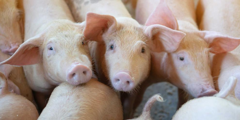 21.000 Schweine in einem polnischem Betrieb mussten gekeult werden, nachdem die Afrikanische Schweinepest (ASP) ausgebrochen war.