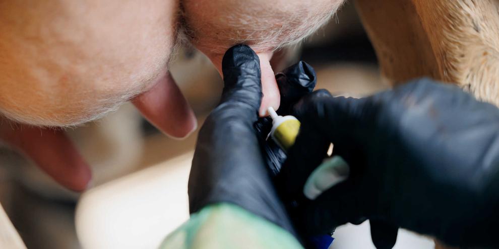 Hohe Milchleistungen zum Trockenstellen erhöhen das Risiko für Mastitis und Stress. Viele Betriebe setzen deshalb auf gezielte Maßnahmen und Trockensteller, um die Eutergesundheit zu schützen.