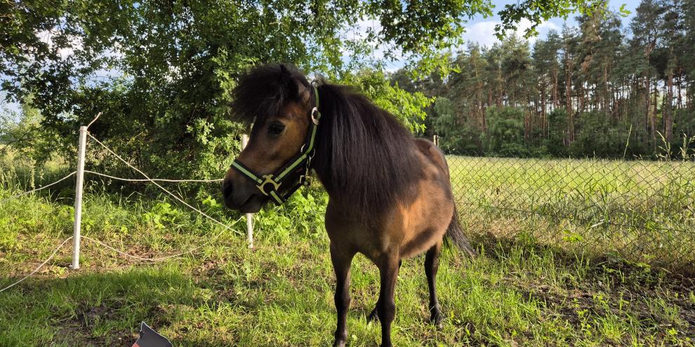 Pony-Alma-Orakel-DE