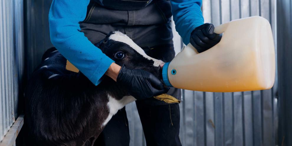 Kalb-Kolostrum_AdobeStock_758687443