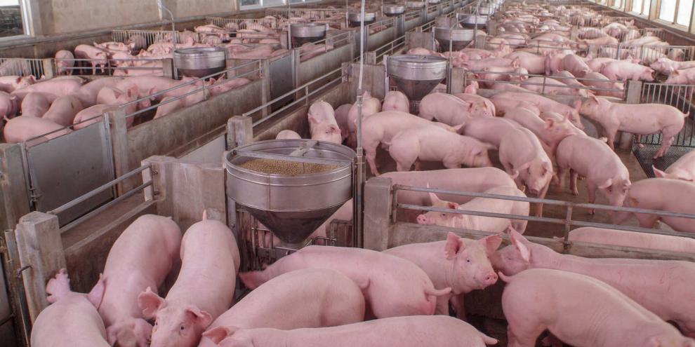 In Vietnam soll das zweite Schweinehochhaus entstehen. Das Konzept selbst beruhe aber auf eine geschlossene Kreislaufwirtschaft.