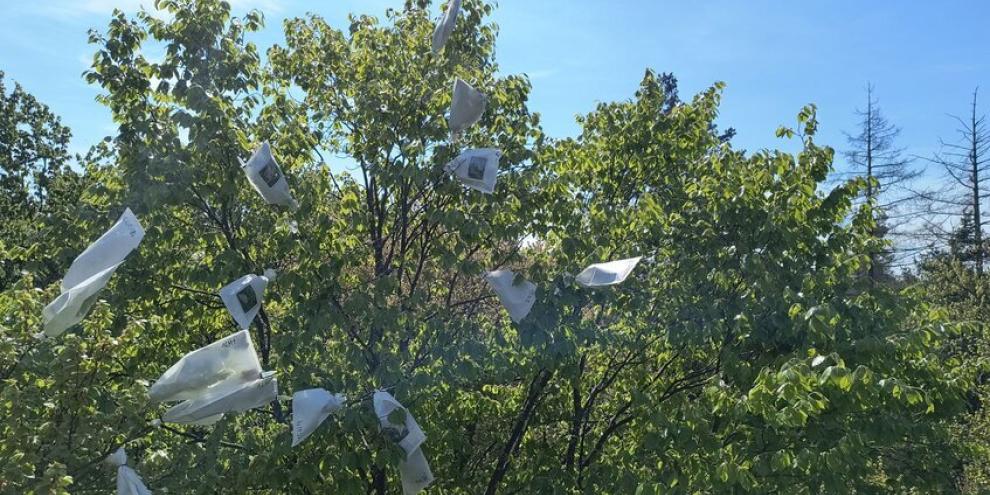 Isolierte weibliche Blüten in der Baumkrone.