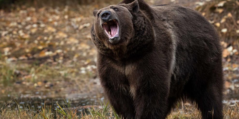 Im US-Bundestaat Montana überlebte ein Wanderer eine Bärenattacke nur knapp, wurde dabei aber verletzt.
